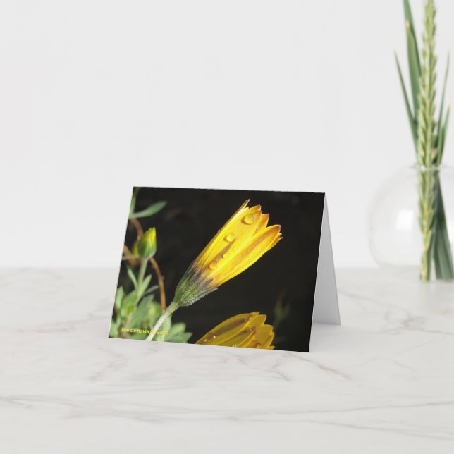 Dew on a  Yellow Daisy - Note Card (Front)