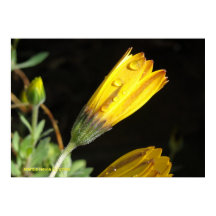 Dew on a Yellow Daisy