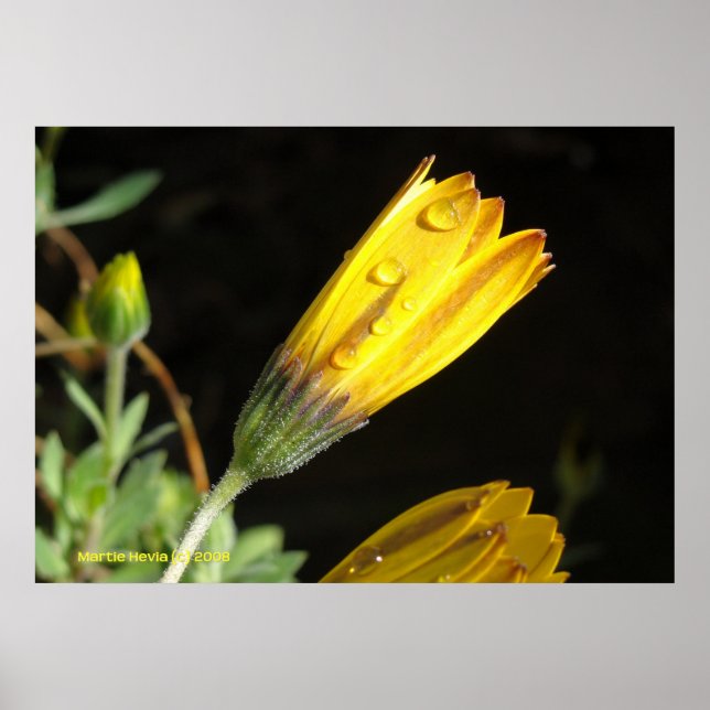 Dew on a Yellow Daisy Poster (Front)