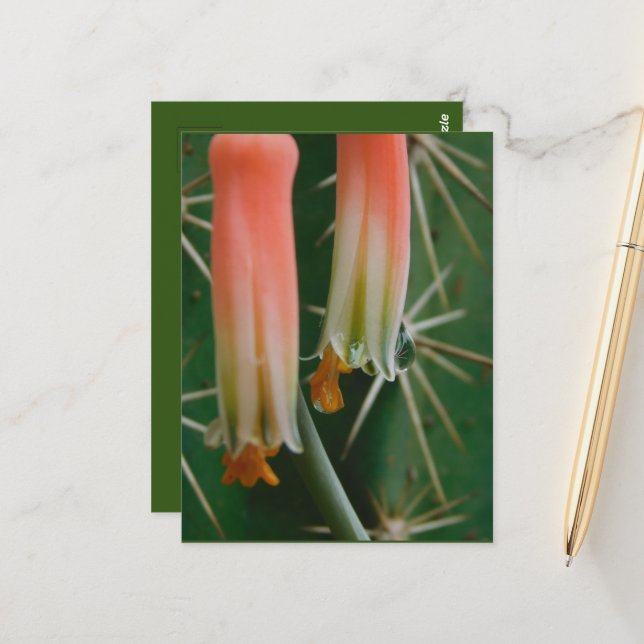 Dew on Aloe Bloom  Postcard (Front/Back In Situ)