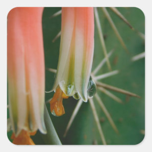 Dew on Aloe Bloom  Square Sticker