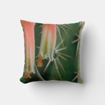 Dew on Aloe Bloom