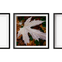Dew on Fallen Autumn Leaves Photography