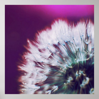 Dew on Purple Pink Dandalion Macro Abstract Poster
