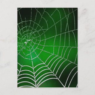 Dew on spiderweb postcard