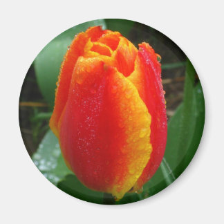 Dew on the Tulip Magnet