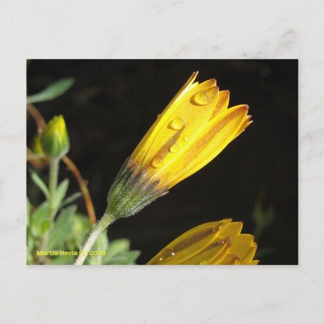 Dew sur une marguerite jaune - Carte postale (Devant)