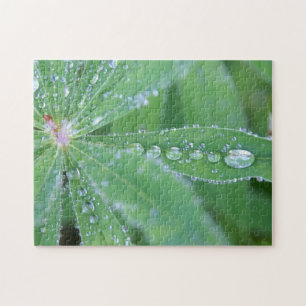 Dewdrop Jigsaw Puzzle