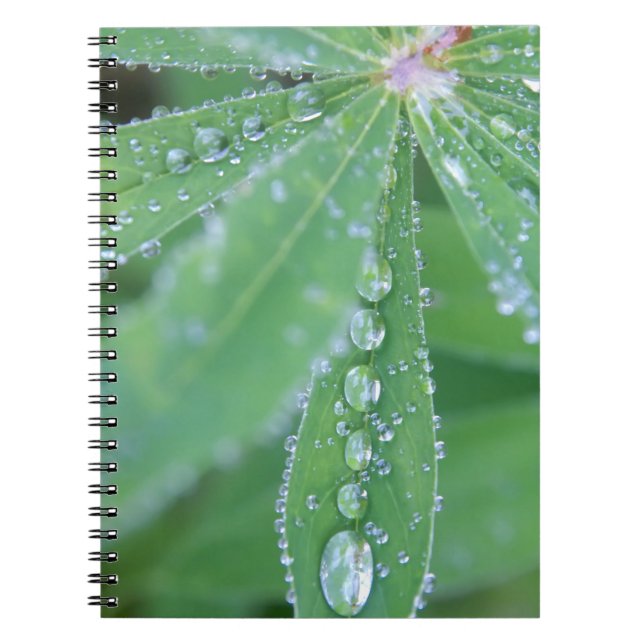 Dewdrop Notebook (Front)