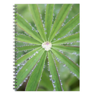 Dewdrop Notebook