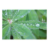 Dewdrop