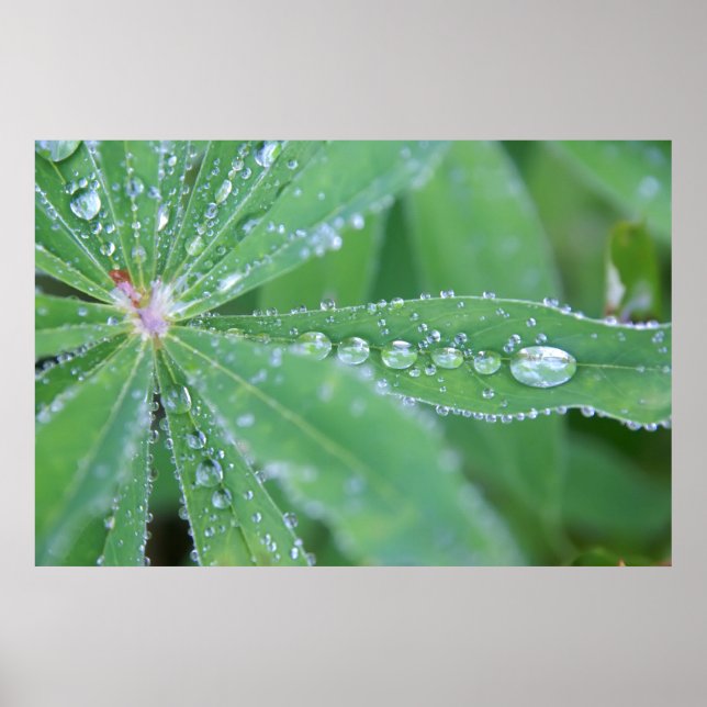Dewdrop Poster (Front)
