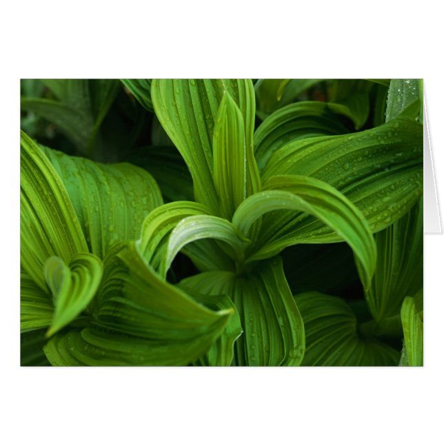 Dewdrops on a False Helabore (Front Horizontal)