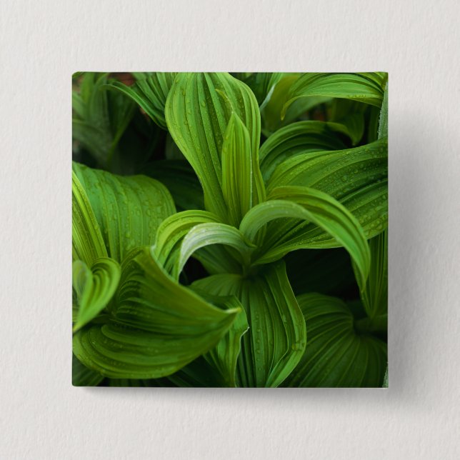 Dewdrops on a False Helabore 2 Inch Square Button (Front)