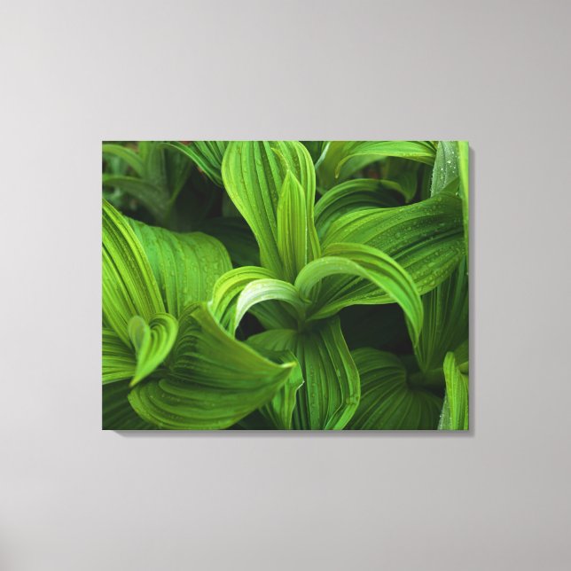 Dewdrops on a False Helabore Canvas Print (Front)