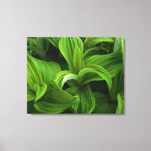 Dewdrops on a False Helabore Canvas Print