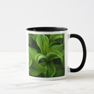 Dewdrops on a False Helabore Mug