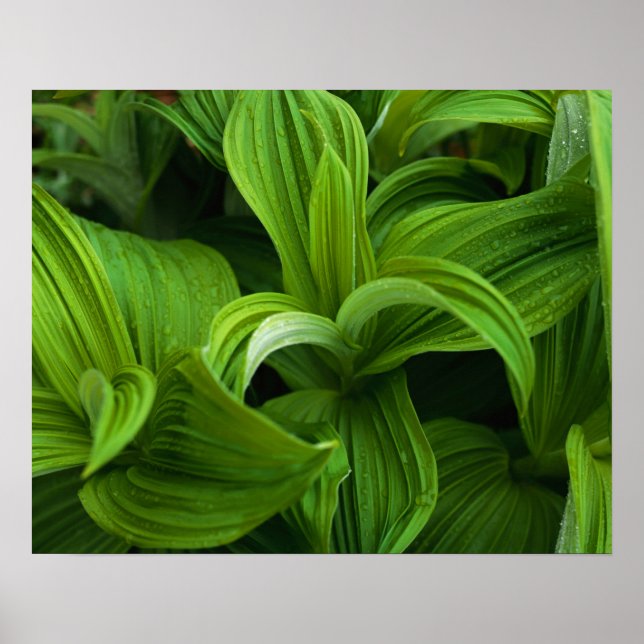 Dewdrops on a False Helabore Poster (Front)