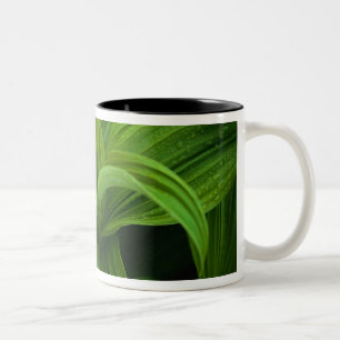 Dewdrops on a False Helabore Two-Tone Coffee Mug