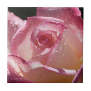 Dewdrops on Pink Rose - Ceramic Tile