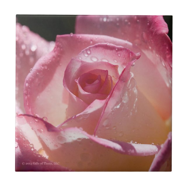 Dewdrops on Pink Rose - Ceramic Tile (Front)
