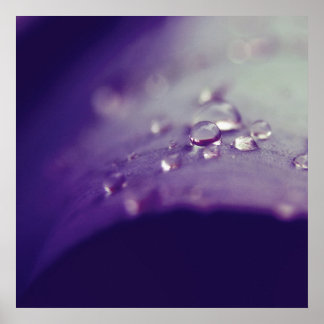 Dewdrops on Purple Green Leaf Macro Abstract Poster