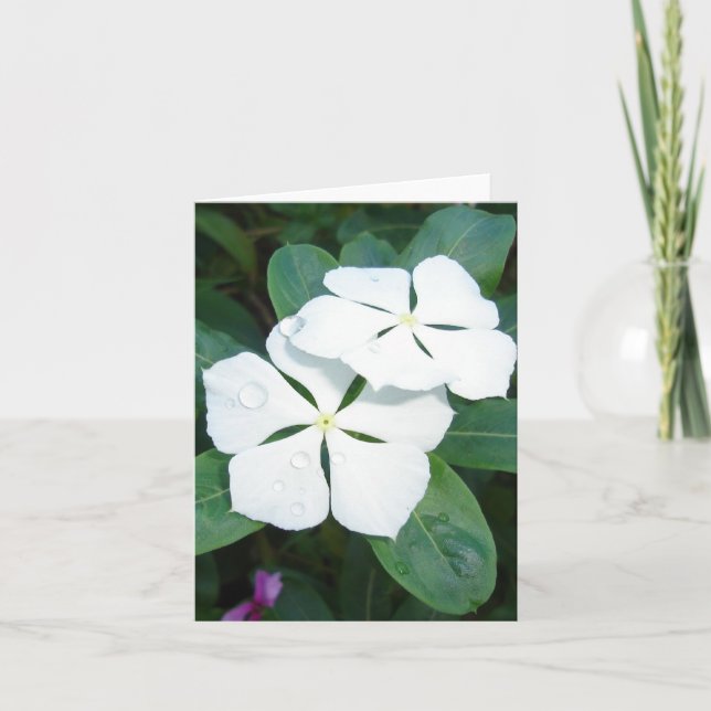 Dewdrops on white card (Front)