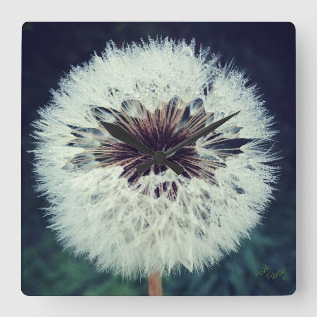 Dewy Dandelion Horloge ...Horloge! (Recto)