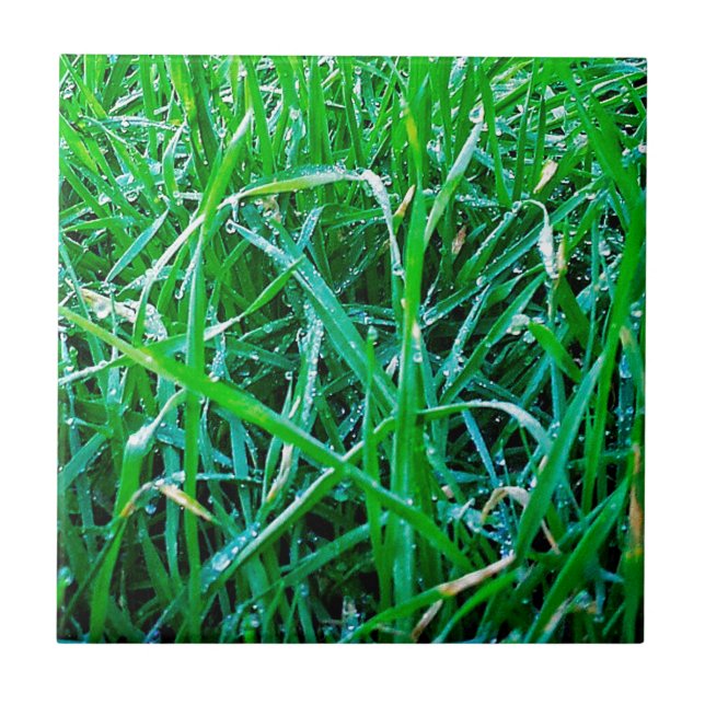 Dewy Grass Tile (Front)