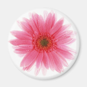 Dewy Pink Gerbera Flower Magnet