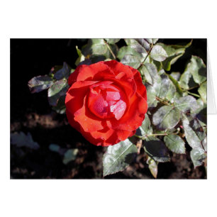 Dewy Rose