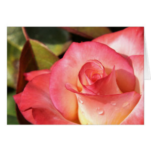 Dewy Rose