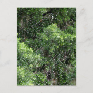Dewy Spider Web Postcard