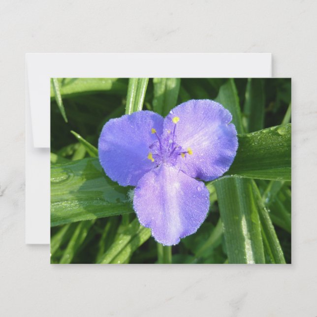 Dewy Trillium Spring Wildflower (Front)