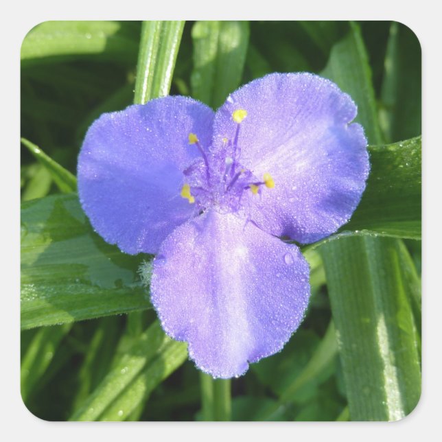 Dewy Trillium Spring Wildflower Square Sticker (Front)