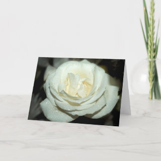 Dewy white rose - blank greeting card