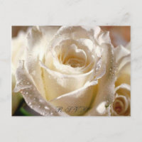 Dewy White Rose R.S.V.P. postcard