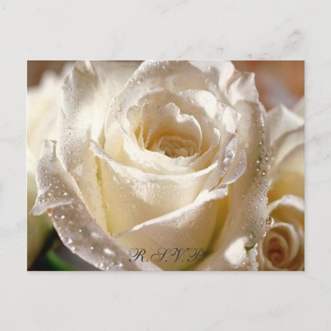 Dewy White Rose R.S.V.P. postcard (Front)