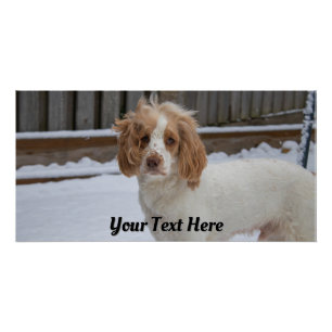 Dexter in the Snow – Glossy Poster Print