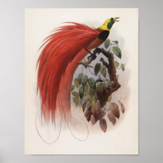 DG Elliot - Paradisea raggiana Portfolio Poster