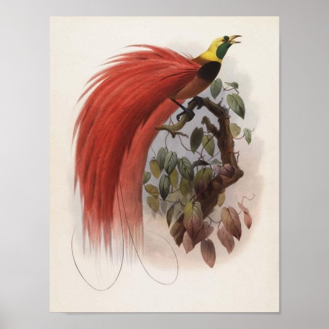 DG Elliot - Paradisea raggiana Portfolio Poster (Front)