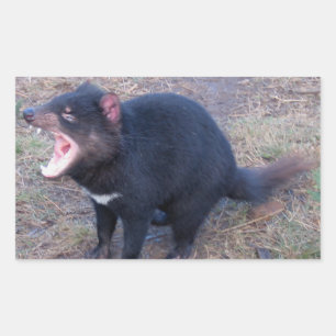 Diable de Tasmanie - Stickers