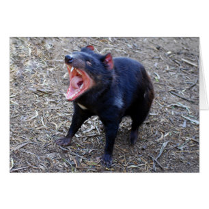 Diable tasmanien montrant son bâillement méchant