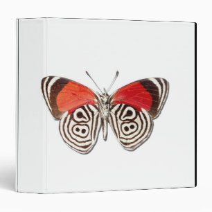 Diaethria clymena binder