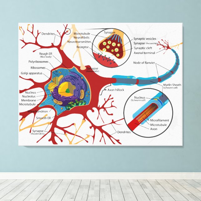 Diagram Complete Neuron Cell Nerve Nervous System  Canvas Print (Insitu(Wood Floor))