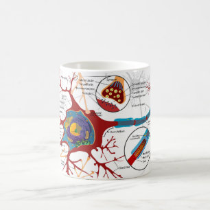 Diagram Complete Neuron Cell Nerve Nervous System Coffee Mug