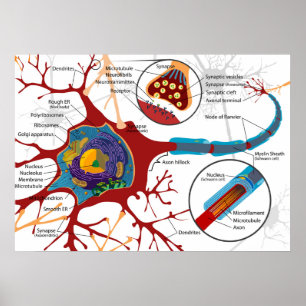Diagram Complete Neuron Cell Nerve Nervous System Poster