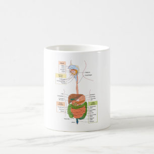 Diagram Human Gastrointestinal Digestive system Coffee Mug
