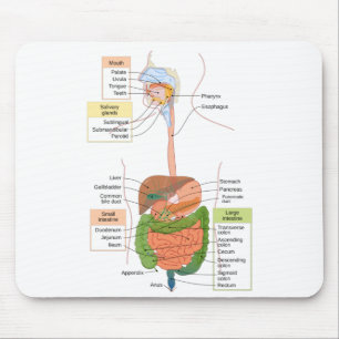 Diagram Human Gastrointestinal Digestive system  Mouse Pad
