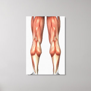 Diagram Illustrating Leg Muscle Groups Canvas Print